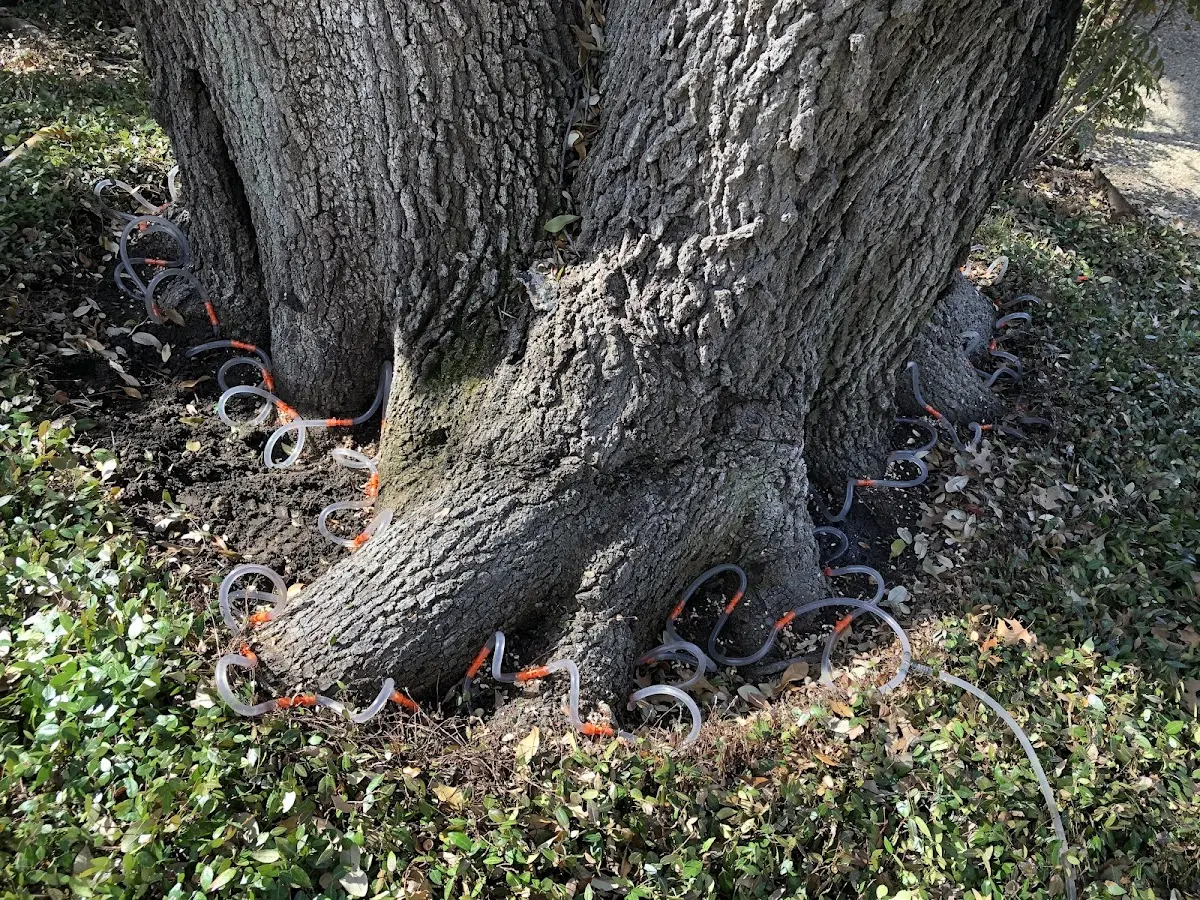 Detailed Tree Cabling and Bracing job site in Betsy Layne