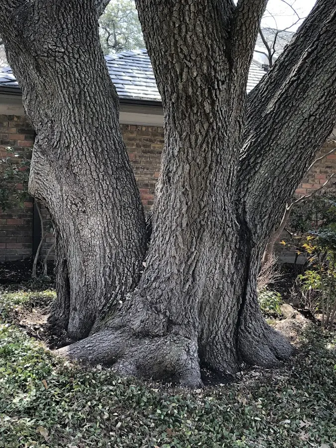 Mature heritage tree close to a Betsy Layne property cared for by certified arborists